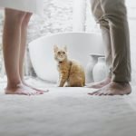 Navigating the Path of Pet Custody: Putting Your Furry Friends First in Divorce