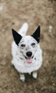 Who Gets the Dog? Estate Planning for the Things That Matter