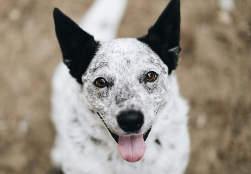 Who Gets the Dog? Estate Planning for the Things That Matter