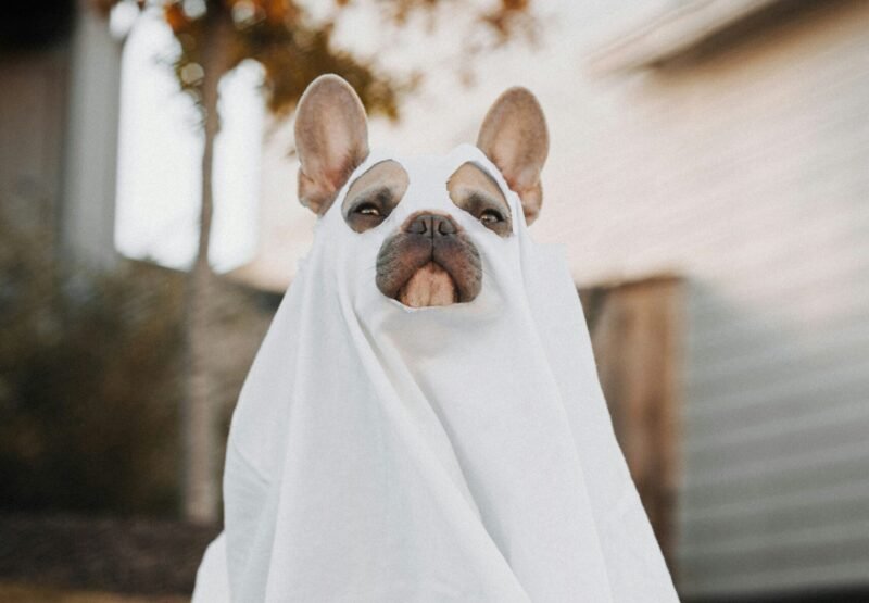 Estate Planning Horrors: Avoiding Nightmares for Your Loved Ones